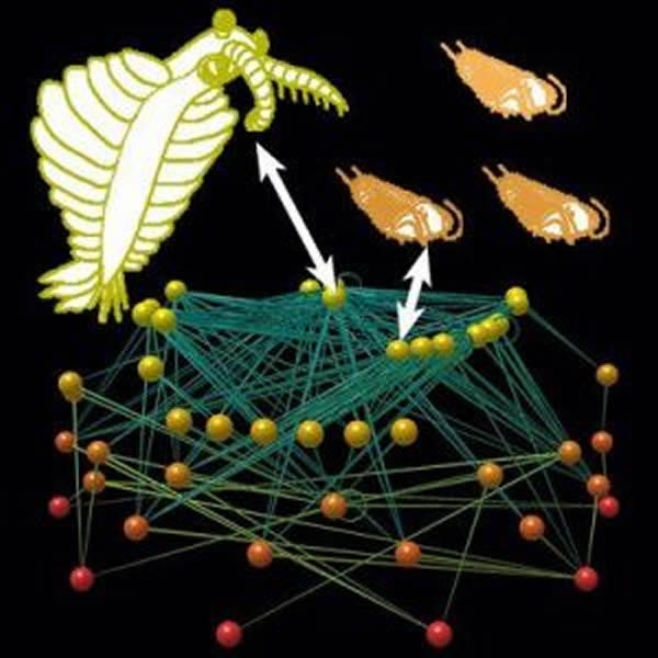 数亿年前海洋生物的摄食关系网与今天非常类似