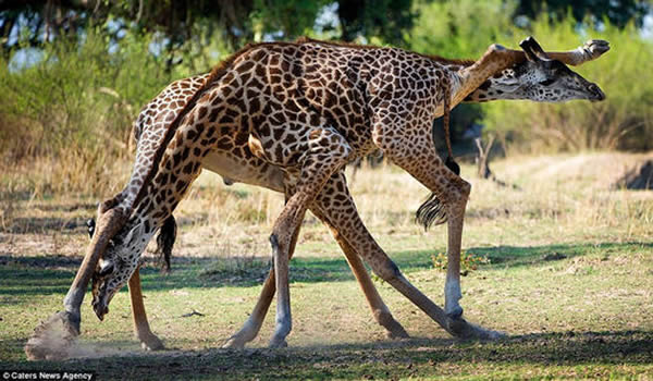 赞比亚南卢旺瓜国家公园内雄性长颈鹿的决斗