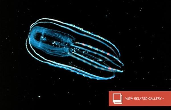 科学家在地下1.6公里就发现了不可思议的微生物,它们嗜好放射性矿物能量,海底深处也发现了抗压低温生物,极端环境的生命形式令人敬畏