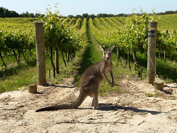 Inland Australia is one of many grape-growing regions facing warmer-than-optimal