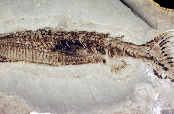 Euphanerops fossil showing one of the two anal fins, which appears just to the l