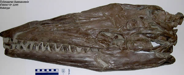 ˹(Tylosaurus kansasensis)ͷǻʯ