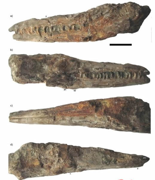 堪萨斯海王龙(Tylosaurus kansasensis)头骨化石
