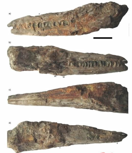 ˹(Tylosaurus kansasensis)ͷǻʯ