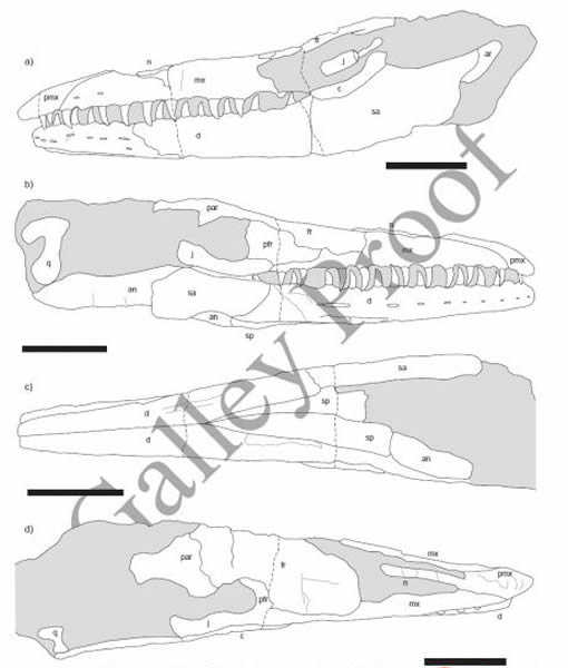 堪萨斯海王龙(Tylosaurus kansasensis)头骨