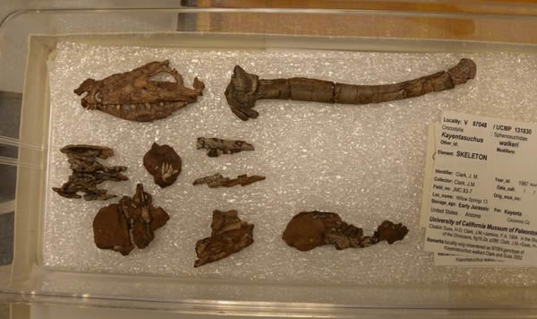 ���Ͽ�������(Kayentasuchus walkeri)��ʯ