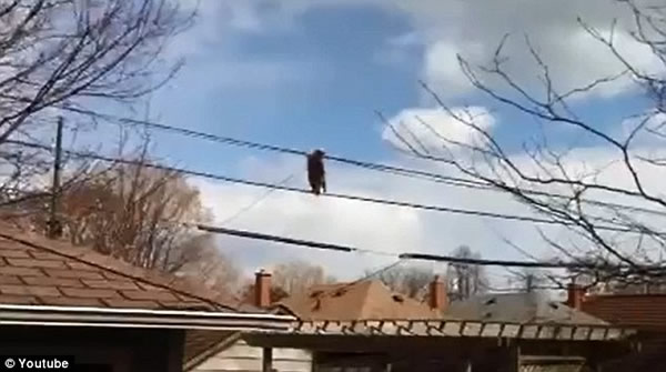 视频记录一只浣熊直立走过屋顶上方电线的过程