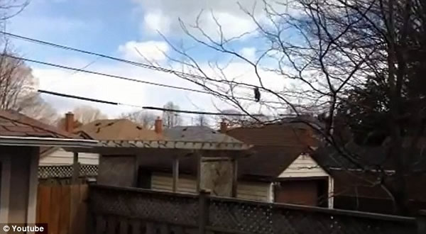 视频记录一只浣熊直立走过屋顶上方电线的过程