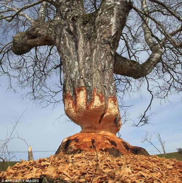 �����ʳ��������Ƥ���µľ��˳���