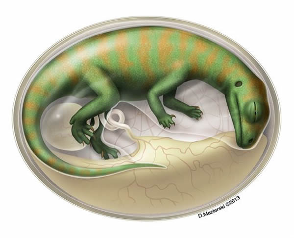 Embryonic dinosaurs (illustration above) likely flexed their muscles inside the