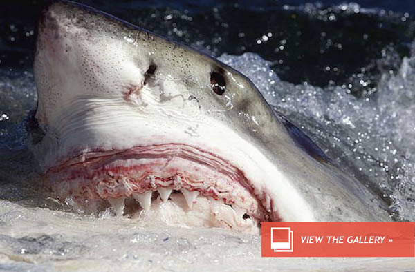 What Happens When 40 Sharks Find a Dead Whale