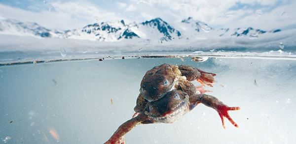 摄影师拍摄到一对青蛙在阿尔卑斯山下结冰湖泊里交配