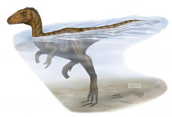 艺术家用图像表现出大型肉食性恐龙在河水游动,脚爪触及河床的情形