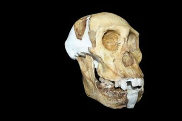 �ؽ�����Ϸ���Գsedibaͷ�Ǻ�����