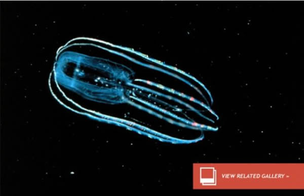 科学家认为火星上如果现在仍然存在生命,那么这些微生物应当会隐匿在火星地表以下将近一公里那样的深度上。