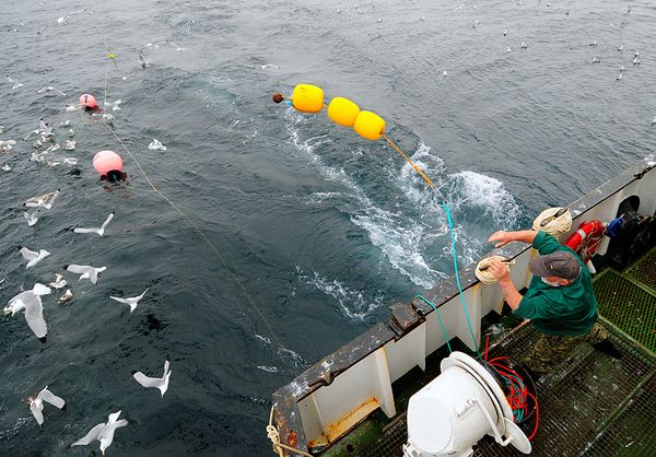 WWF is working with Russian fisheries to reduce bycatch of birds.