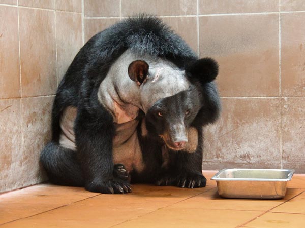 Champa, an Asiatic black bear, recovering from brain surgery. She is the first b