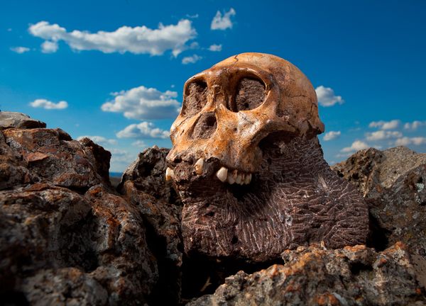 The skull of the young male Australopithecus sediba rests near the spot where th