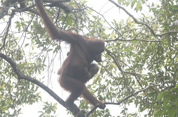 An adult female orangutan is shown with her baby.