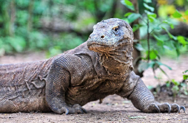 A Komodo dragon is on the lookout for prey.