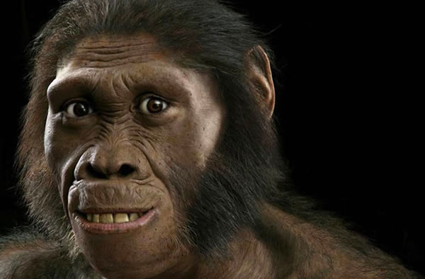 A 3D model of Australopithecus sediba created by paleo-artist John Gurche.