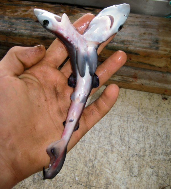 This two-headed blue shark fetus was removed from its mother by fisherman Christ