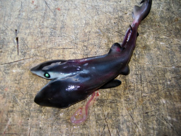Top view of the two-headed blue shark caught off Australia. Photograph by Christ