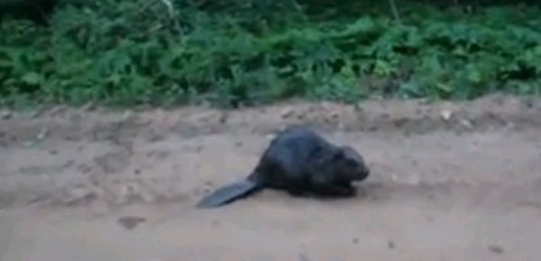 白俄罗斯一只河狸咬死在岸边钓鱼的退伍老兵