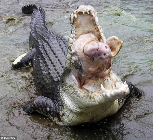 鳄鱼一口吞下整个猪头