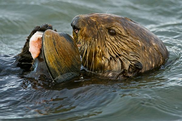A sea otter eats a clam in Monterey Bay, California.