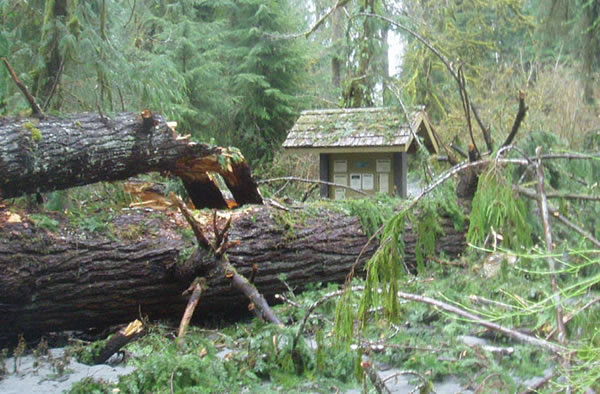 A storm-toppled tree blocks a path at Olympic National Park.