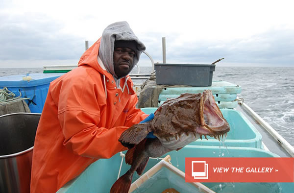 Badass Fish Eats Puffins
