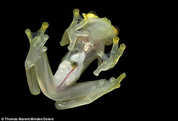 奇特的伪装之道能够看到它们的心脏、肠道和红色血管