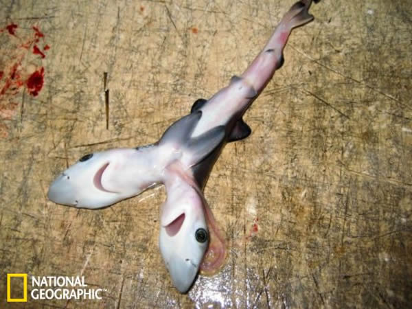 双头大青鲨的腹面观