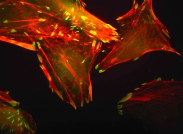 �ڹ��ʿռ�վ�������ģ�����������µ�����ϸ�����ڲ��ṹ