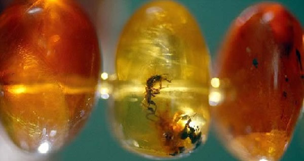 ÿ�������ﶼ����һֻ���档