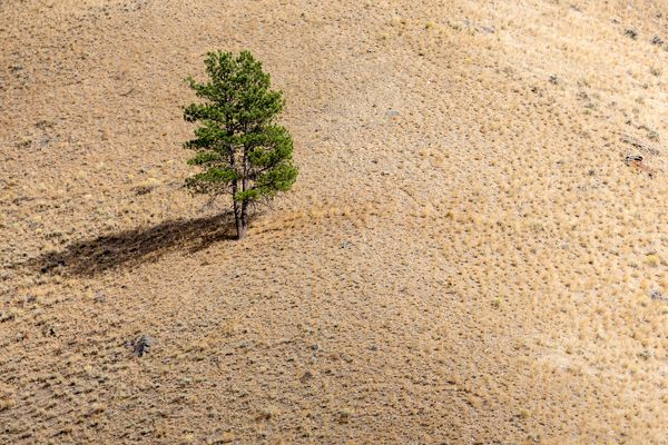 A tree stands alone in the drought-stricken Salmon-Challis National Forest, Idah