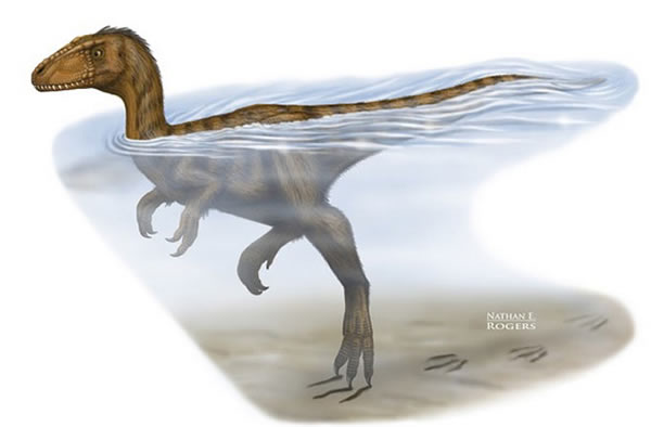 Some dinosaurs doggy-paddled over long distances, claw marks suggest.