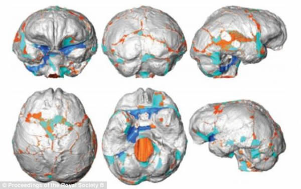 �о���Ա�Ƴɴ��Ե������ؽ�ͼ����ɫ��ʾ���Ǳ�����õ�ԭʼ�����ı��棬����ɫ����ճ���ؽ�����Խϼ򵥵�­�Ǳ��棬��ɫ��ʾ������ճ���ؽ�����Խϸ��ӵĴ��Խṹ����ɫ