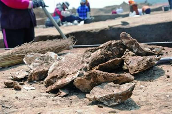 青岛市即墨北阡贝丘遗址展开第四次考古发掘