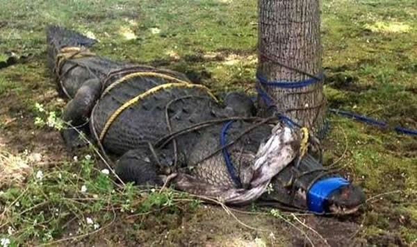 ����һ����ͥ��ǰ����12Ӣ�߳�������