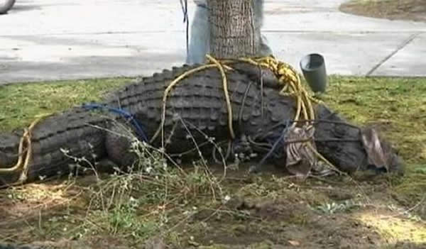 美国一个家庭门前发现12英尺长短吻鳄