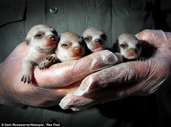 4只狐獴宝宝在澳大利亚塔斯马尼亚岛出生