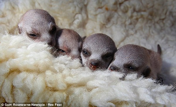 4只狐獴宝宝在澳大利亚塔斯马尼亚岛出生