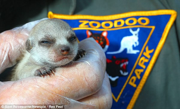 4只狐獴宝宝在澳大利亚塔斯马尼亚岛出生