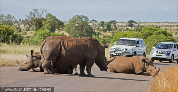 南非克鲁格国家公园三只犀牛当街睡觉造成交通
