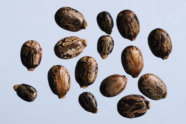 The seeds of the castor oil plant contain ricin—one of the strongest poisons fou