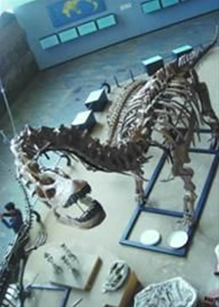 目前辽宁发现的最大恐龙“辽宁巨龙”