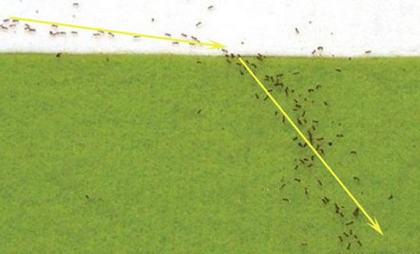 一项最新的研究发现,蚂蚁穿过不同的表面时会选择耗时最短的路线,而不是距离最短的路线。