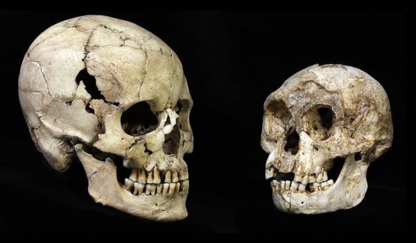 Skulls of Homo sapiens (left) and Homo floresiensis.